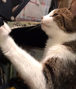 A picture of a cat removing an organizing label